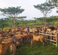 Berita Kukar Terkini - Jaya, Tama dan Putri Lahir di Kandang Jayatama Ranch
