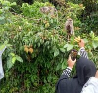 Berita Kaltim Hari ini - Kawanan Monyet Dekat Kilang Pertamina Hampiri Warga
