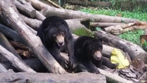 Berita Kaltim Terkini - KWPLH Beruang Madu juga Terdampak Pandemi
