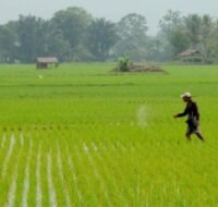 Distan PPU upayakan kuota pupuk bersubsidi bagi petani bertambah (Ist)