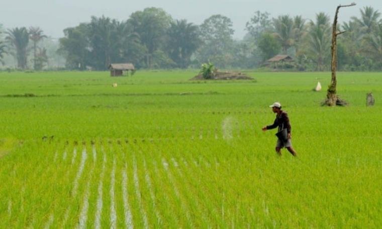 Distan PPU upayakan kuota pupuk bersubsidi bagi petani bertambah (Ist)