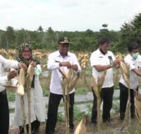 Panen Jagung di Desa Giripurwa