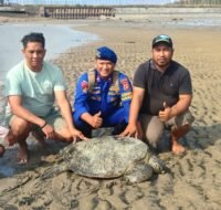 Respons Cepat Polairud, Penyu Terdampar di Pantai Bandara Lama Berhasil Dilepasliarkan