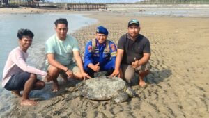 Respons Cepat Polairud, Penyu Terdampar di Pantai Bandara Lama Berhasil Dilepasliarkan