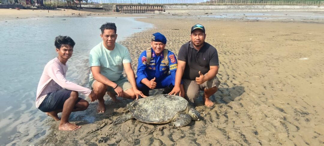 Respons Cepat Polairud, Penyu Terdampar di Pantai Bandara Lama Berhasil Dilepasliarkan