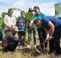 Demi Lindungi Pesut Mahakam, Warga Pesisir Kubar Kembangkan Budidaya Aren Demi Lindungi Pesut Mahakam, Warga Pesisir Kubar Kembangkan Budidaya Aren