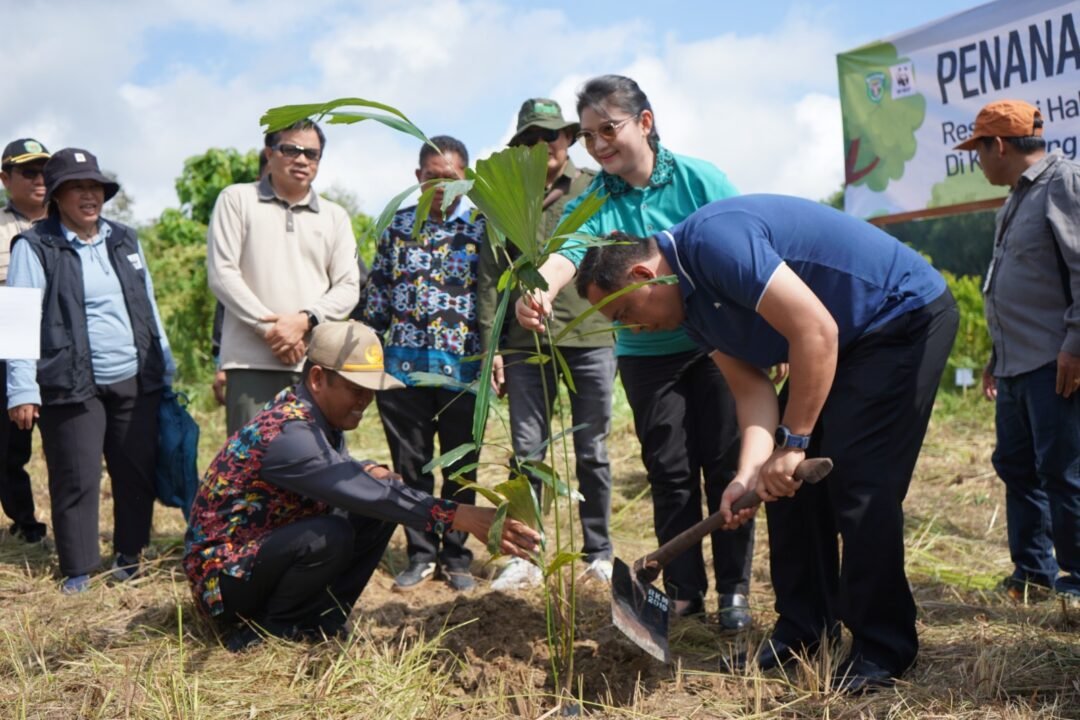 Demi Lindungi Pesut Mahakam, Warga Pesisir Kubar Kembangkan Budidaya Aren